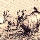 Thumb Hartebeest